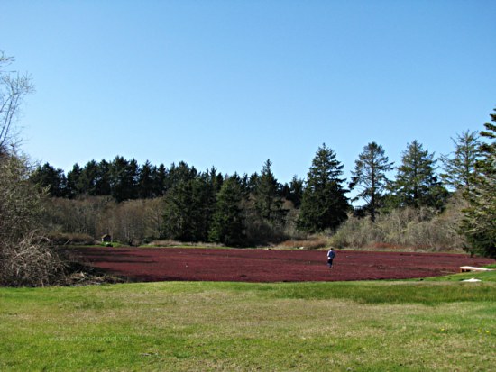 Cranberry Bog
