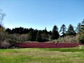 Cranberry Bog
