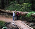 Silver Falls Hike