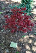 Shaina Maple