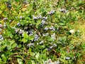 Blueberries!