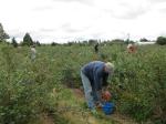 Blueberry Pickers in Action