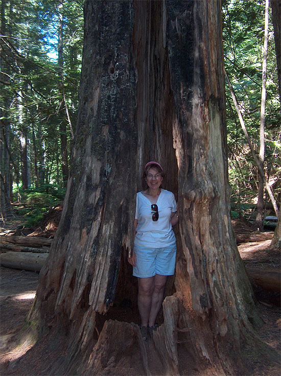 Liane in a Cedar
