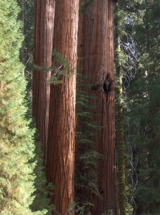 Sequoia Trio