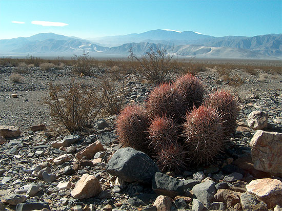 Desert Cactus