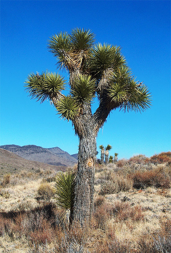 Mature Joshua Tree