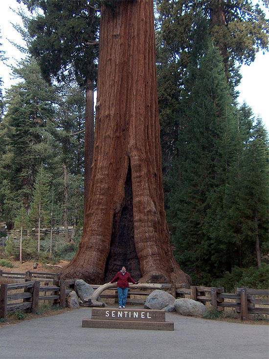 Rachel & The Sentinel