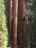 Sequoia Trio
