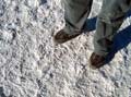Salt or Snow?