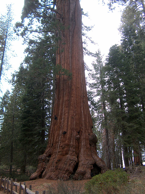 Unnamed Giant