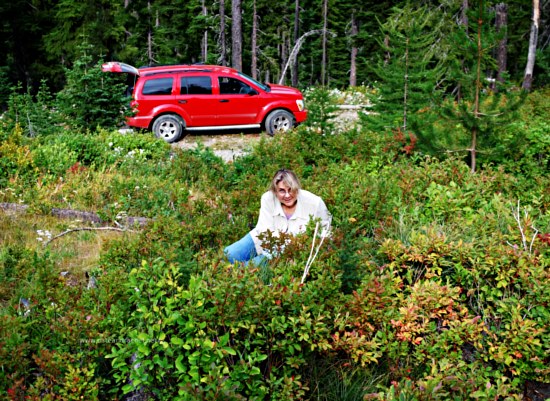Liane Picking Huckleberry