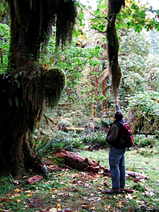 Hanging Moss