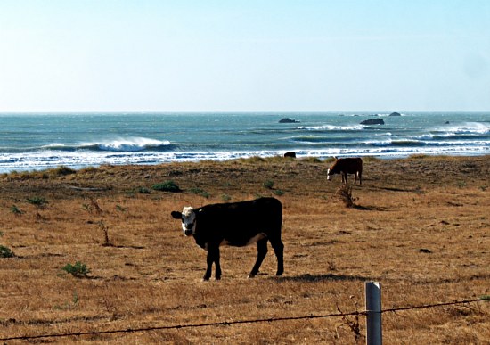 Coastal Cow