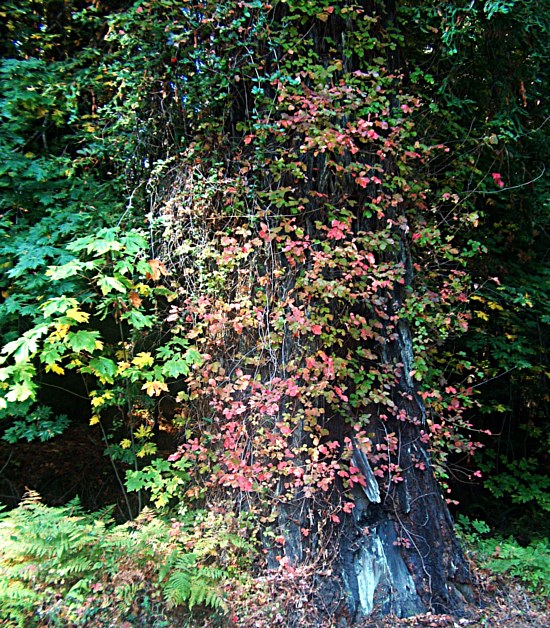 Pretty Tree