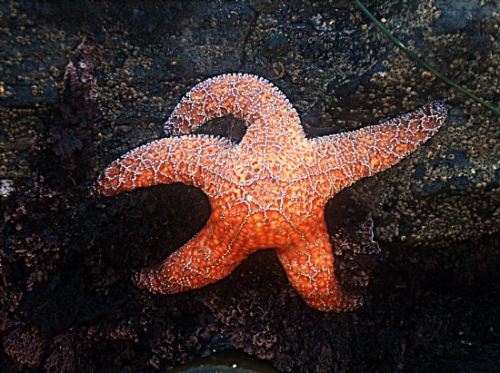 Starfish