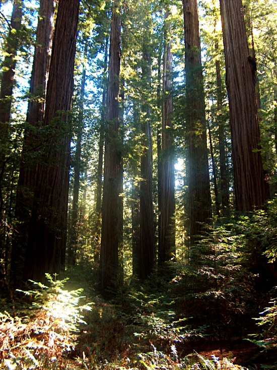 Tall Redwoods