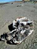 Driftwood