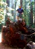 Nate & The Redwood