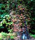 Pretty Tree