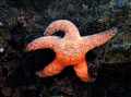 Starfish