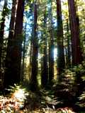 Tall Redwoods