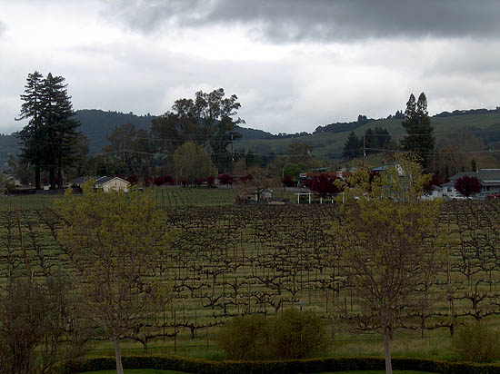 Bare Vines