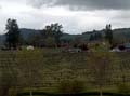 Bare Vines