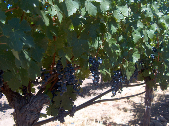 Grapes