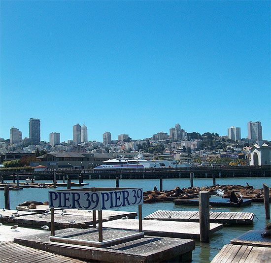 Seals at Pier 39