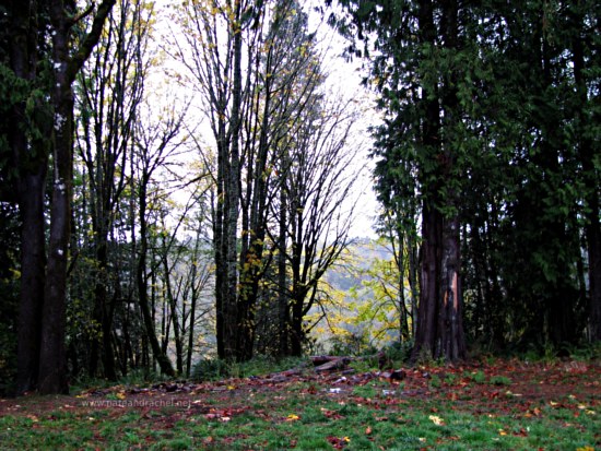 Backyard from the Kitchen