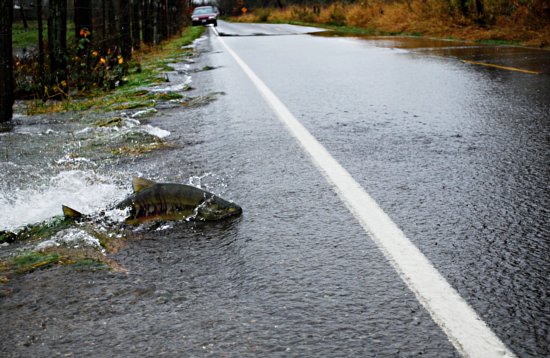 Salmon Crossing