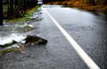 Salmon Crossing