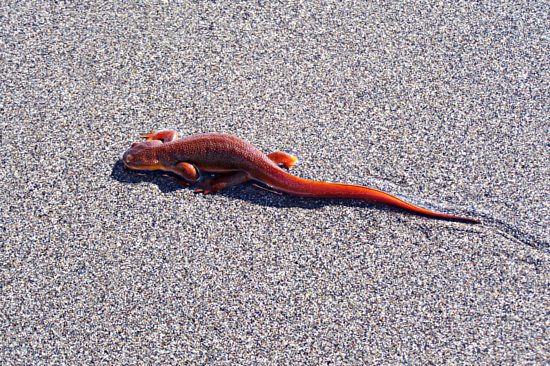 Ocean Salamander