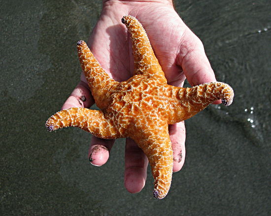 Starfish