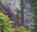 Forest Fire