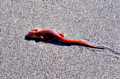 Ocean Salamander