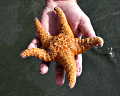 Starfish