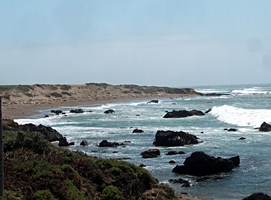 Elephant Seals
