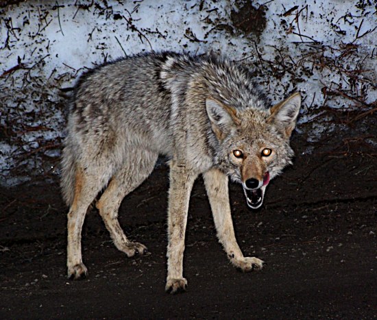 Keep Wildlife Wild