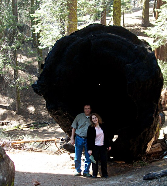 Hollow Sequoia