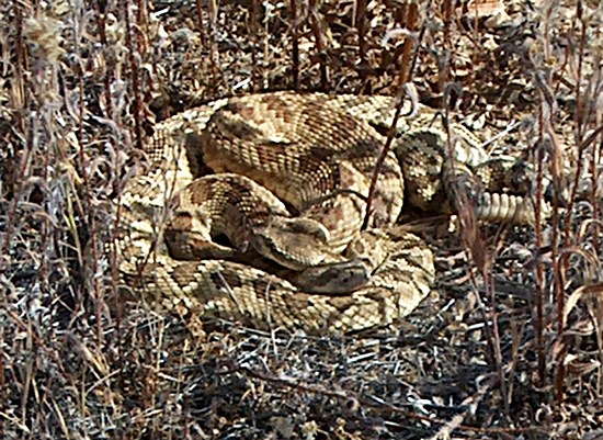 Rattler!
