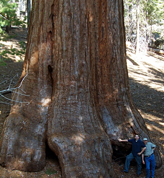 Sequoia Bottom