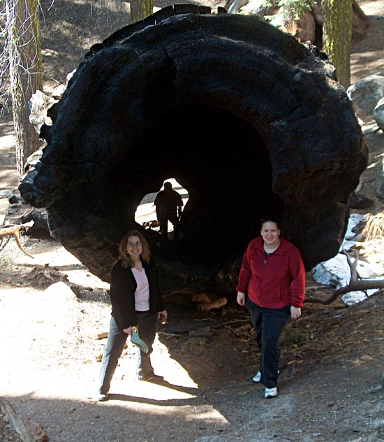 Sequoia Slide