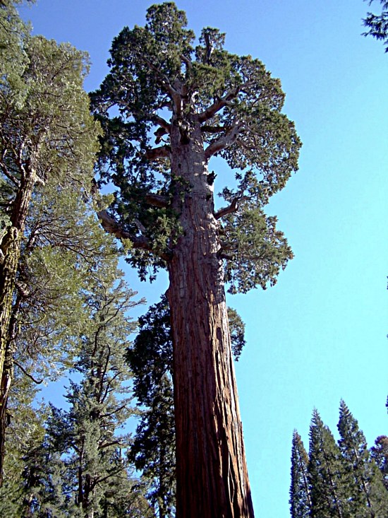 Sequoia Top