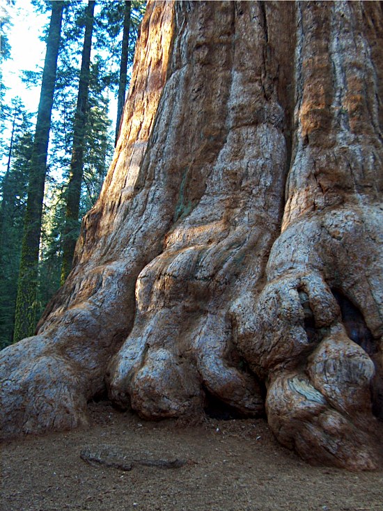 Sequoia Trunk