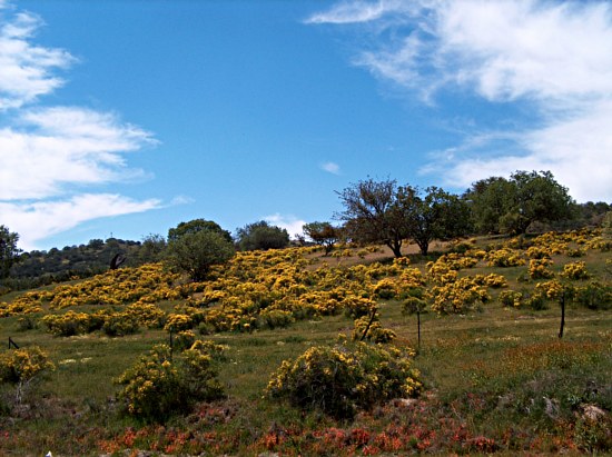 Temblor Wildflowers