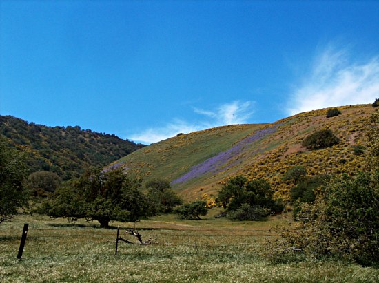 Wildflowers in the Temblor Range