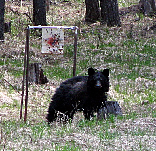 Black Bear