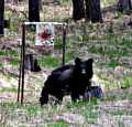 Black Bear