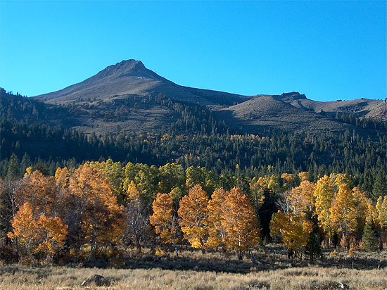 Fall Foliage